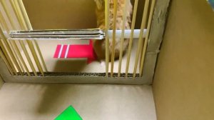 Разыскиваются преступные группировки. Преступный хомяк. Полиция страны.  «Истории про хомяка»