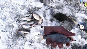 КРАЙНЯЯ ЗИМНЯЯ РЫБАЛКА! ЗИМНЯЯ РЫБАЛКА НА ГУСТЕРУ,ОКУНЯ. ПОПАЛСЯ ЦАРЬ РЕК! РЫБАЛКА 2026