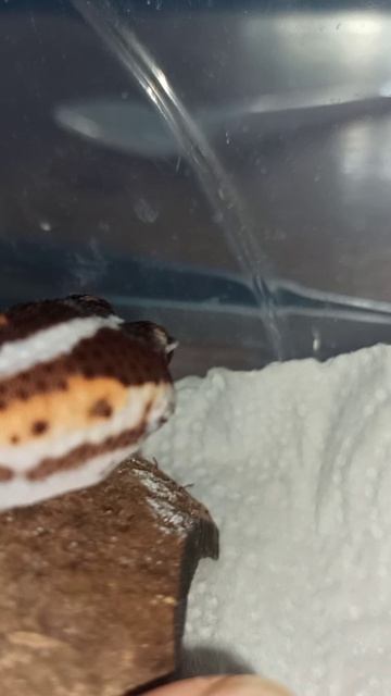 Гемитеконикс Глаша. Мой антистресс! 2 марта 2026