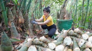 Сбор побегов бамбука на продажу. Приготовление ростков бамбука, тушеных со свиными ножками. Нхат