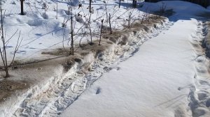 мой маленький интенсивный сад.