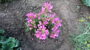 Как вырастить многолетний цветок пенстемон из семян