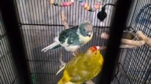 попугай mukbang