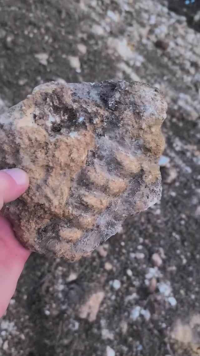 Ядро гастроподы в породе