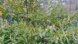 В Сочи зацвела лавровишня и барбарис