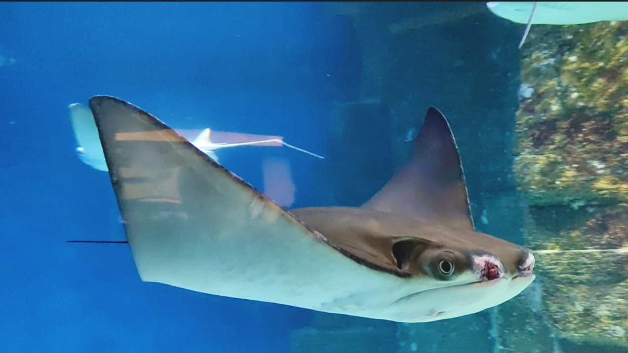 Москвариум. Часть 12