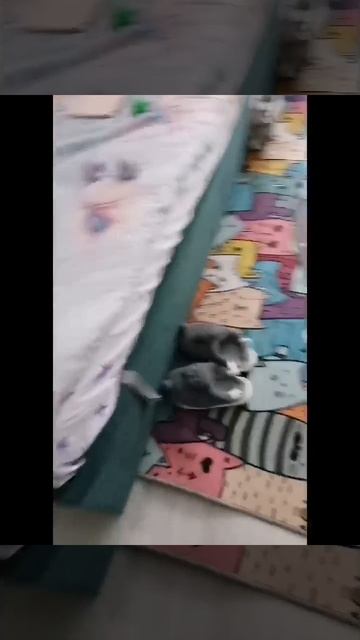 ШОК Рыся спряталось в ... 🙀