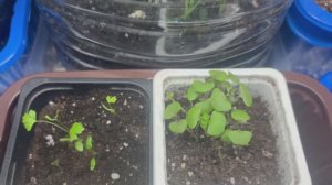 Рассада временно перекочевала на другой подоконник.