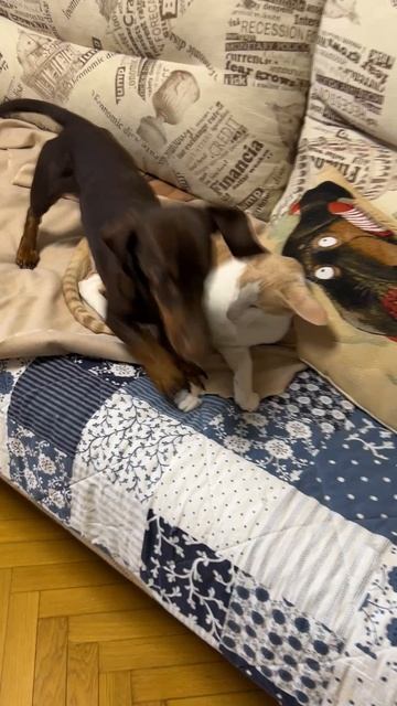 Гриша и Чапа играют