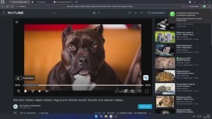 Как скачать видео с Рутуба за 10 секунд без программ
