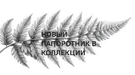 Новый папоротник в свою коллекцию