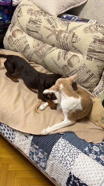 Чапа и Гриша. Игрища