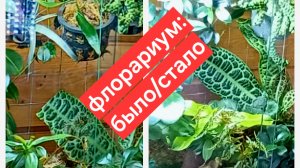 флорариум в террариуме: отчёт за полгода || обзор растений в флорариуме спустя полгода