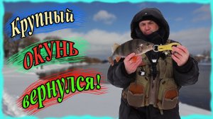 Крупный окунь вернулся! И не только окунь...
