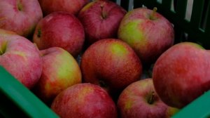 Робот-сборщик яблок