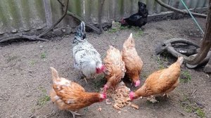 Курочки кушают