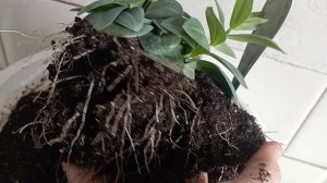 Эустома. Пора пересаживать, корни как мочалка😃