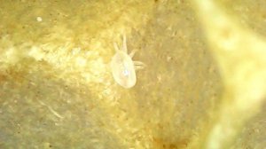 Тропилелапсоз пчел, как выглядит клещ в расплоде