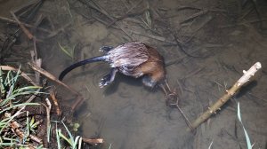 Охота на Ондатру капканами.