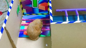 Хомяк мастерит красочный игровой домик из конструктора «Лего» своими руками. Истории о хомяках