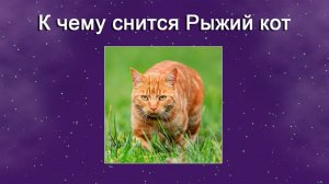 К чему снится Рыжий кот - толкование сна