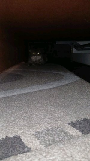 играю в пипэл плэй граунд