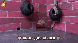 Видео для кошек про крысок развлекать питомцев 🐭🐀😂 (473)
