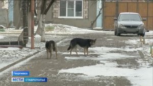 Ситуацию в Георгиевске взял под контроль глава СКР Александр Бастрыкин