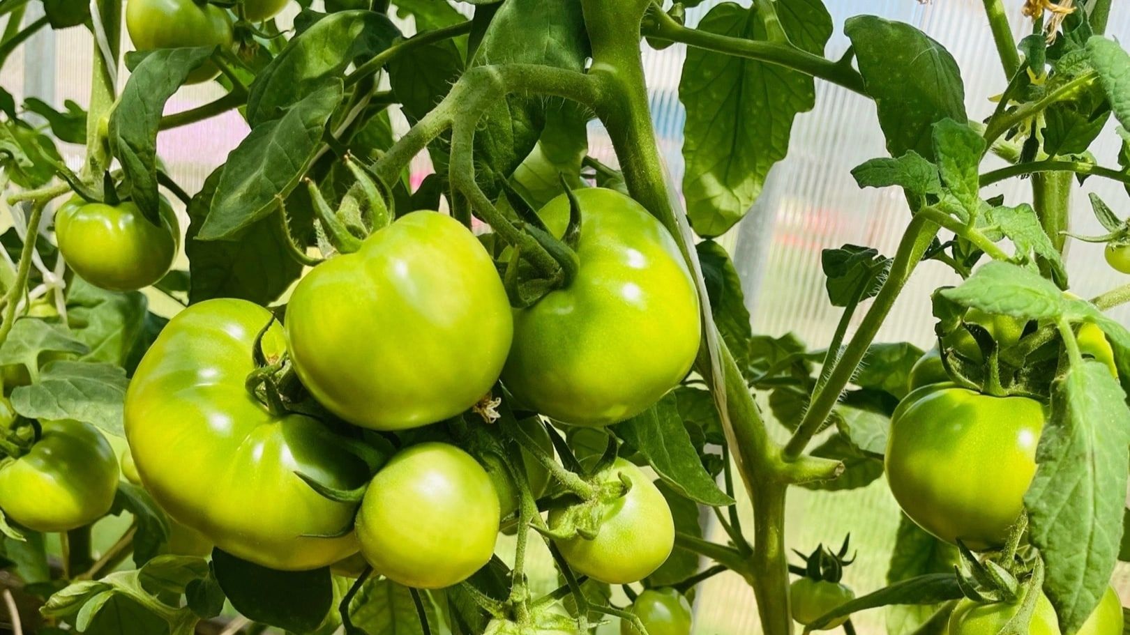 📌 СЕЕМ САМЫЕ ЛУЧШИЕ СОРТА ВЫСОКОРОСЛЫХ ТОМАТОВ!!