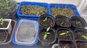 Моя рассада.