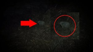 Страшные животные ночью можно увидеть в лесу | Страшные видео