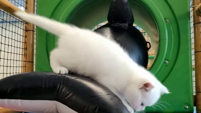 Котенок Кефир спасает косатку на горке! Теперь у него дома появился новый морской друг