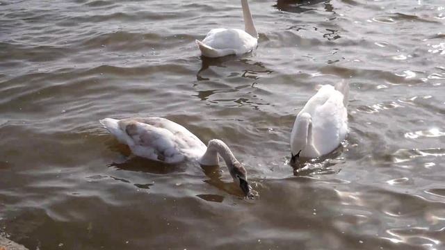 В ЛУГАНСК ПРИШЛА ВЕСНА. ЛЕБЕДИ НА СЧАСТЬЕНСКОМ ВОДОХРАНИЛИЩЕ