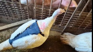 Что купила?Деревня и наша жизнь