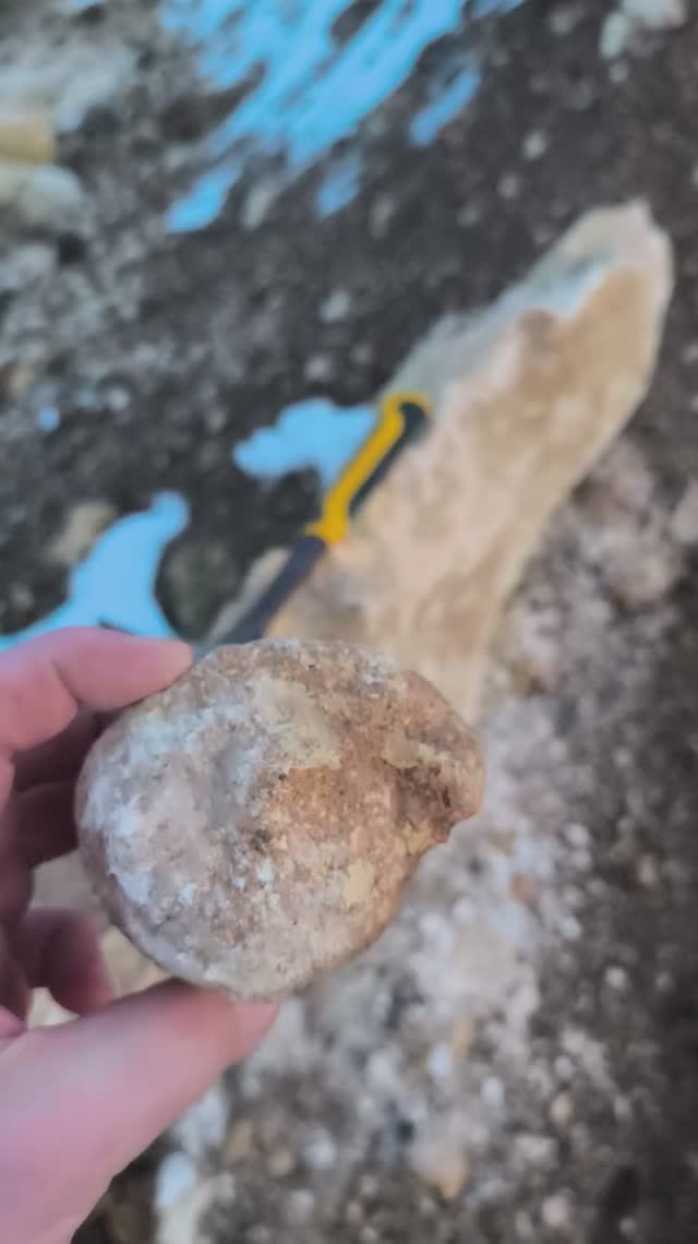 Окаменелость сверх-улитки, из эоцена Крыма ))