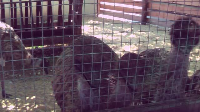 Зоопарк в Голубицкой | Июль 2017 | Семейная поездка