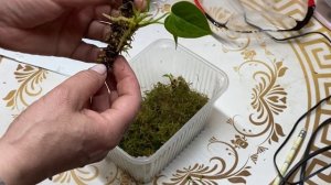 03-03-2026 Черенкую гортензии, Антуриум , делаю флорариум и занимаюсь спортом!!!