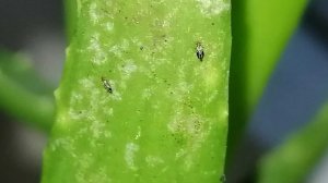 Вредители и что мы упускаем в выборе средств 03-03-2026