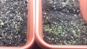 3.03.2026 Немного меняю планы работы с рассадой. Взошли цветочки и табак.