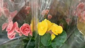 #путешествуем по торговому  центру смотрим орхидеи и все цветы