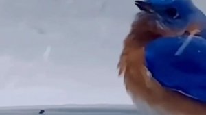 1000011089.mp4🌺🌺🌺 ЗИМНИЙ РЕЛАКС 🌺🌺🌺