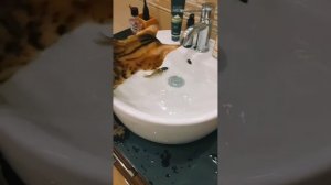 Любимки животные.mp4