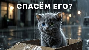 Грустная история маленького котёнка Дымку...!