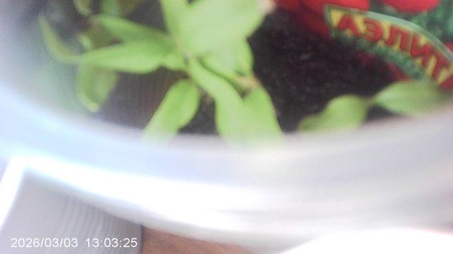 Обзор томатов сорта ОЛЯ Ф1 февральского посева