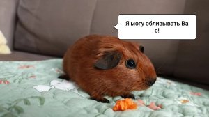 ПОЧЕМУ МОРСКАЯ СВИНКА МОЖЕТ ОБЛИЗЫВАТЬ ПАЛЕЦ?/причины облизывания/Морская Свинка Орешек