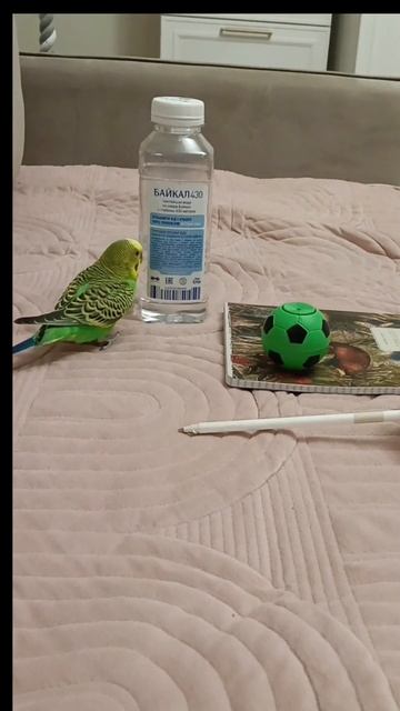 Попугай Федя учится в школе