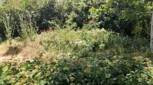 Один из дней города Евпатории | 28 мая 2021 год | Крым | ХАН БАТОН | XAH 6ATOH | VID_20210528_133224