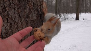 Голодные белки. Зарисовка