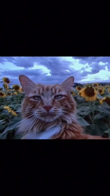 Спасай любовь #спасай #любовь #светвнутри #свет #стихи #поэтично #романтика #всегдасейчас #арт