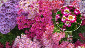 Начала сеять цветы. Посев Схизантуса